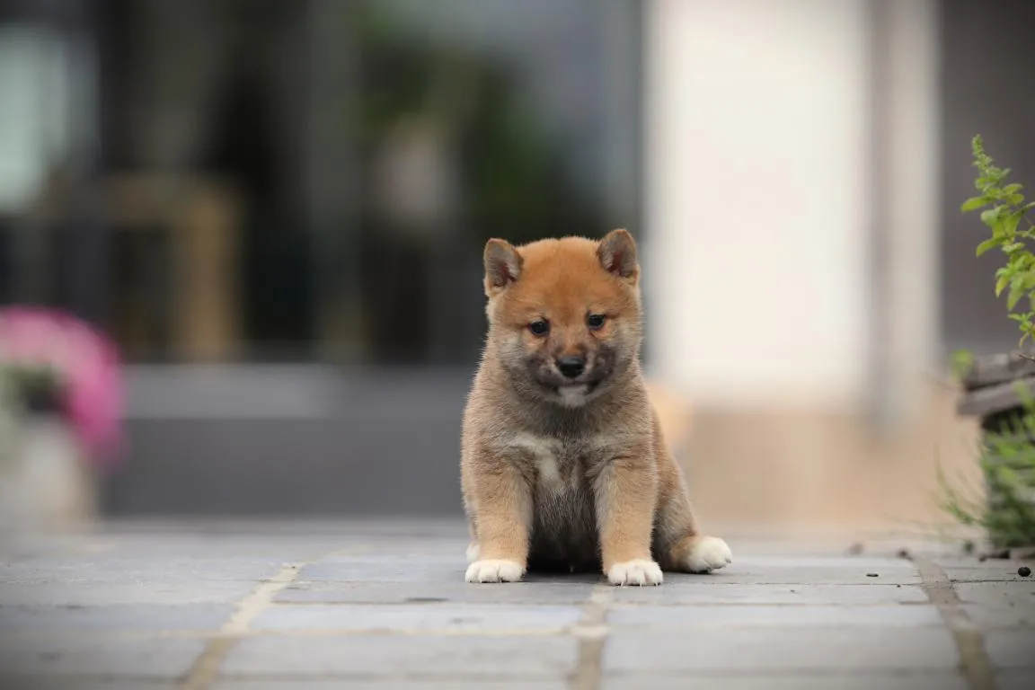 Available shiba inu pups 13 Pomsky pup te koop