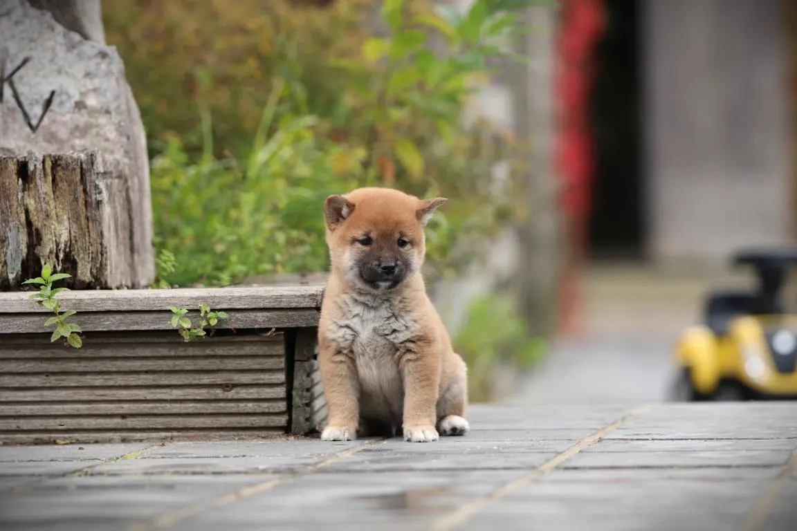 Bestandsnaam=shiba-inu-reu-04435-2. Jpgbestandsgrootte=86kibafmetingen = 1152x768datum toegevoegd = 14 okt 2026 Shiba-inu-reu-04435-2. Jpg