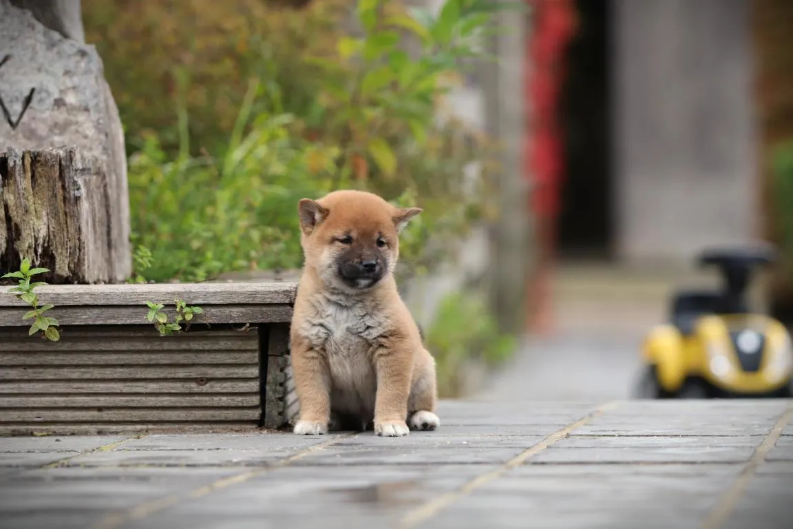 Bestandsnaam=shiba-inu-reu-04435-3. Jpgbestandsgrootte=84kibafmetingen = 1152x768datum toegevoegd = 14 okt 2026 Shiba-inu-reu-04435-3. Jpg