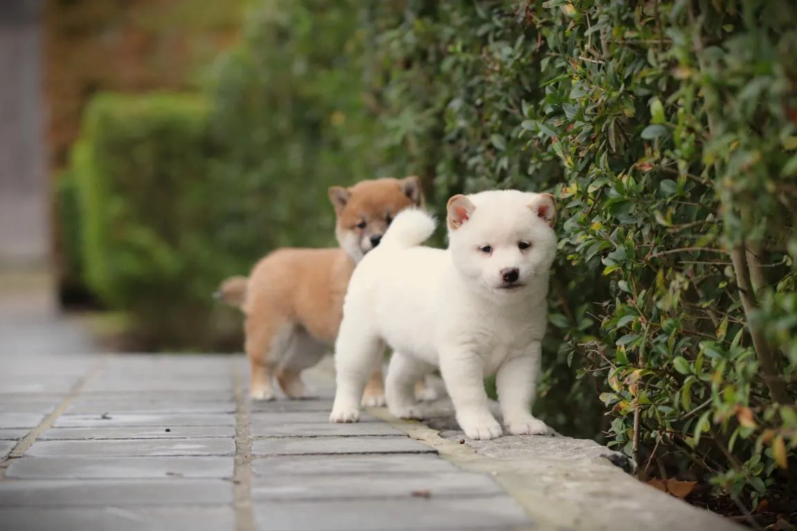 Bestandsnaam=shiba-reu-4415-1. Jpgbestandsgrootte=90kibafmetingen = 1152x768datum toegevoegd = 14 okt 2026 Shiba-reu-4415-1. Jpg