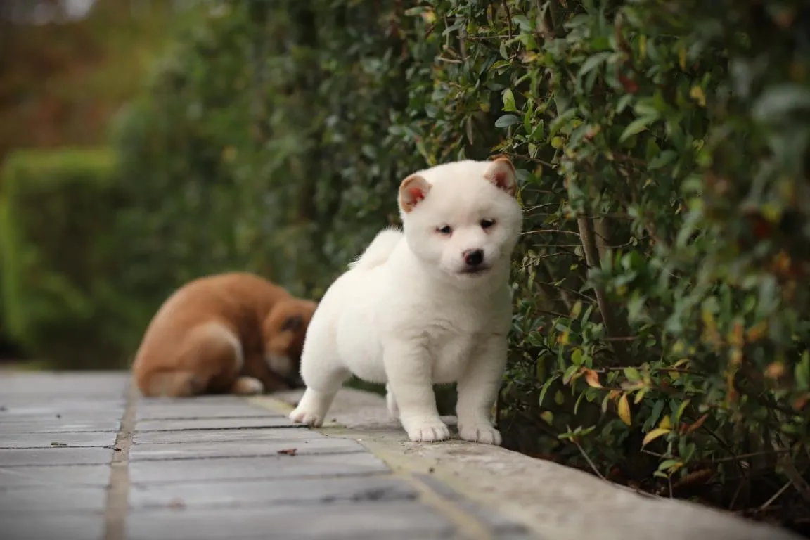 Bestandsnaam=shiba-reu-4415-2. Jpgbestandsgrootte=80kibafmetingen = 1152x768datum toegevoegd = 14 okt 2026 Shiba-reu-4415-2. Jpg