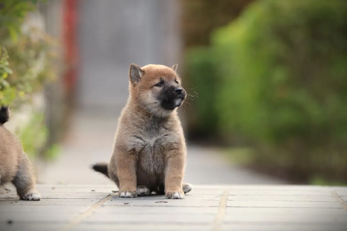 Bestandsnaam=shiba-reu-4427-2. Jpgbestandsgrootte=56kibafmetingen = 1152x768datum toegevoegd = 08 okt 2026 Shiba-reu-4427-2. Jpg