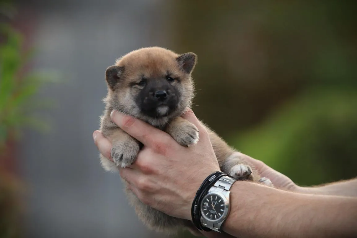 Bestandsnaam=shiba-reu-4431-2. Jpgbestandsgrootte=53kibafmetingen = 1152x768datum toegevoegd = 08 okt 2026 Shiba-reu-4431-2. Jpg