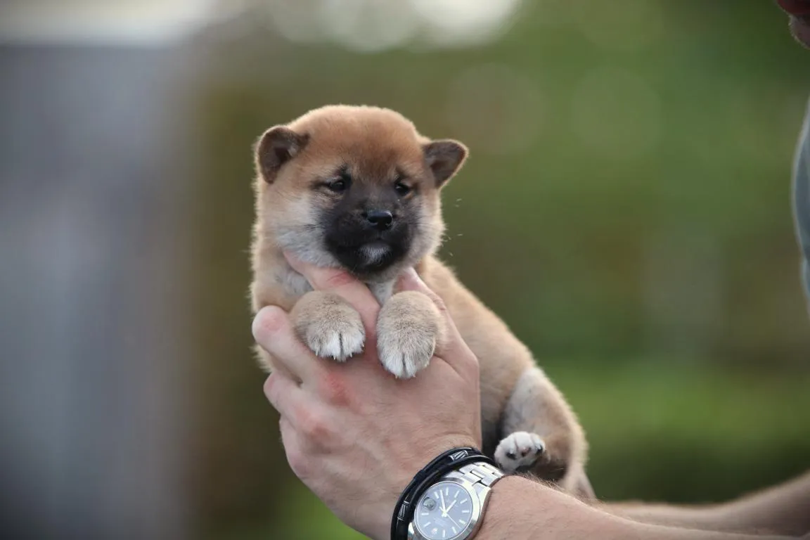 Bestandsnaam=shiba-reu-4435-2. Jpgbestandsgrootte=51kibafmetingen = 1152x768datum toegevoegd = 08 okt 2026 Shiba-reu-4435-2. Jpg