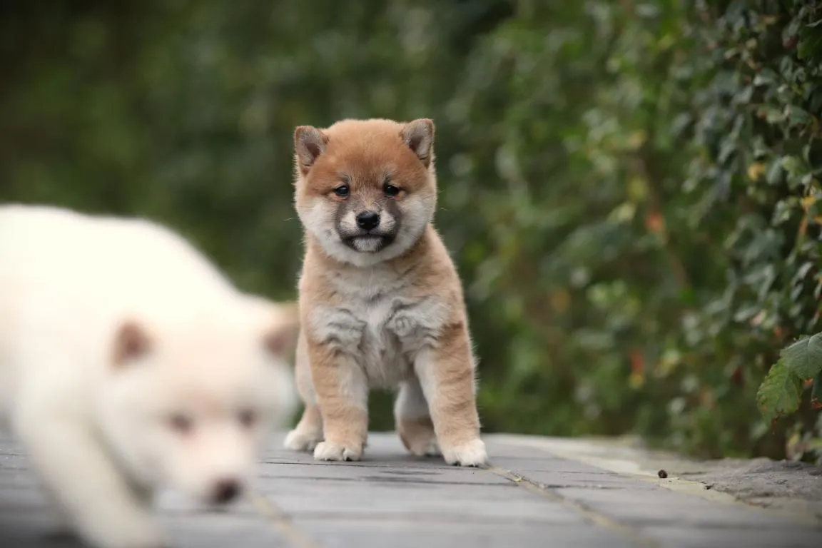 Bestandsnaam=shiba-teef-4419-1. Jpgbestandsgrootte=62kibafmetingen = 1152x768datum toegevoegd = 14 okt 2026 Shiba-teef-4419-1. Jpg