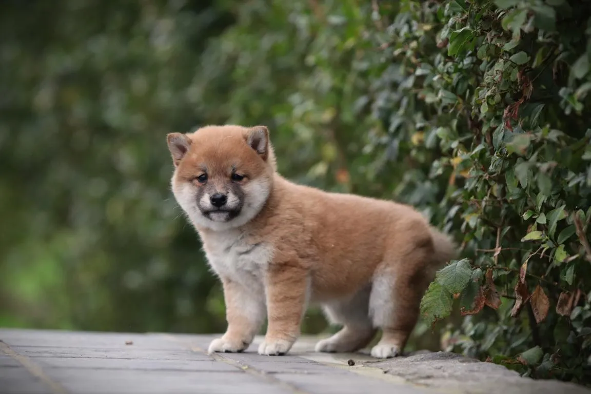 Bestandsnaam=shiba-teef-4419-2. Jpgbestandsgrootte=84kibafmetingen = 1152x768datum toegevoegd = 14 okt 2026 Shiba-teef-4419-2. Jpg