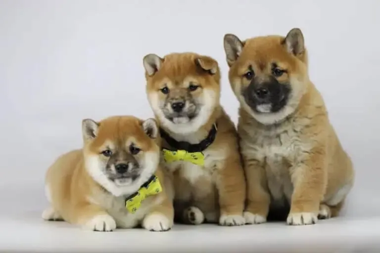 Shiba Inu pups Antwerpen