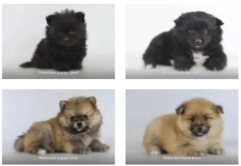 Quelle est la différence entre un spitz allemand, un poméranien, un petit spitz et un spitz nain? 1 Différence spitz poméranien