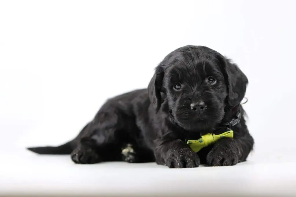 Labradoodle sans liste d'attente : conseils pour trouver un chiot extraordinaire 4 Labradoodle pup vinden