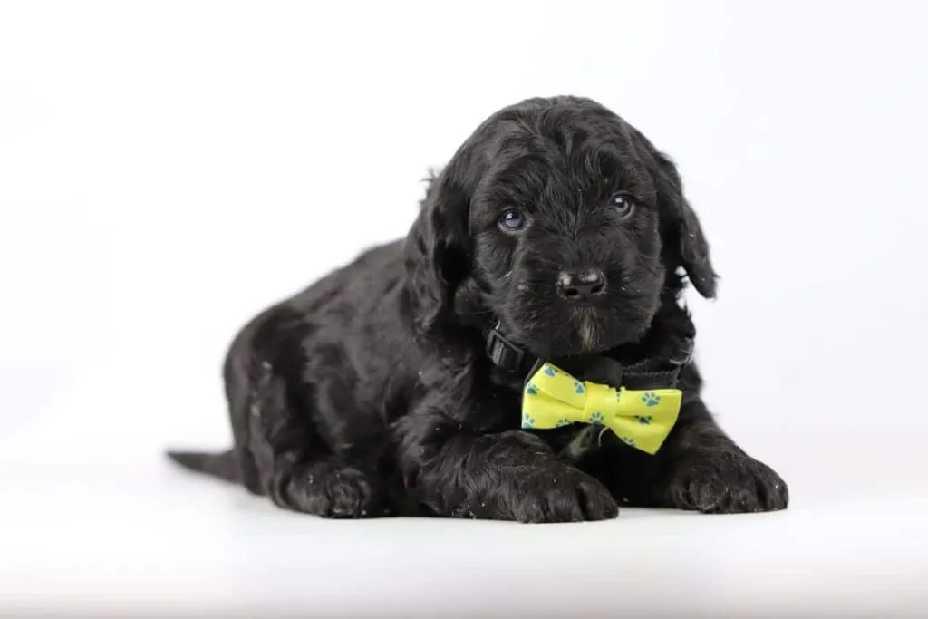 Labradoodle sans liste d'attente : conseils pour trouver un chiot extraordinaire 6 Trouver un labradoodle