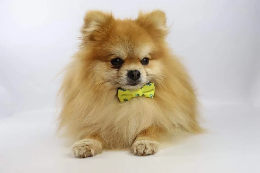 Pomeranian-gewicht: wie groß werden sie? 3 Gemiddeld gewicht pomeriaan