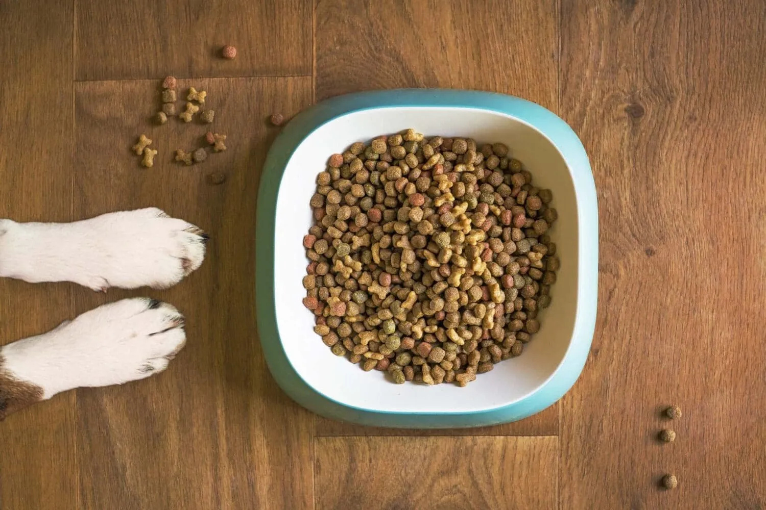 dog-food-5168940_1920