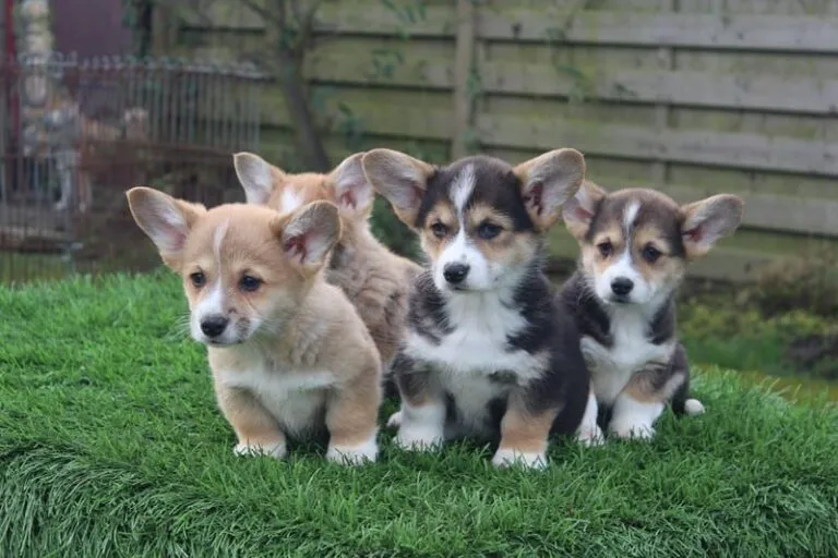 Welsh Corgi nagels knippen