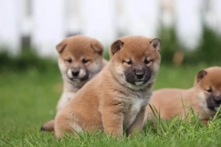 Shiba Inu pups te koop