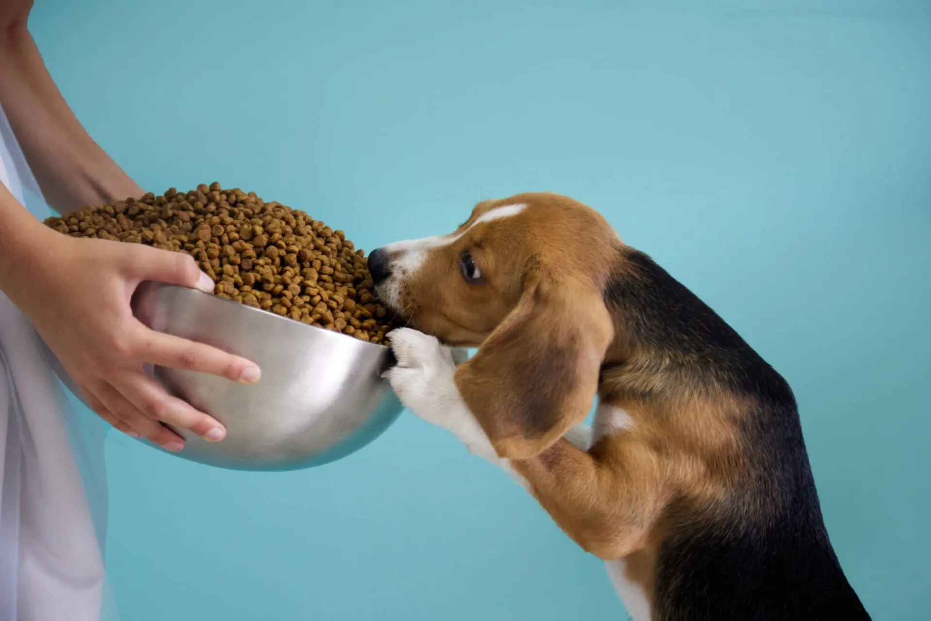Beagle eetgids