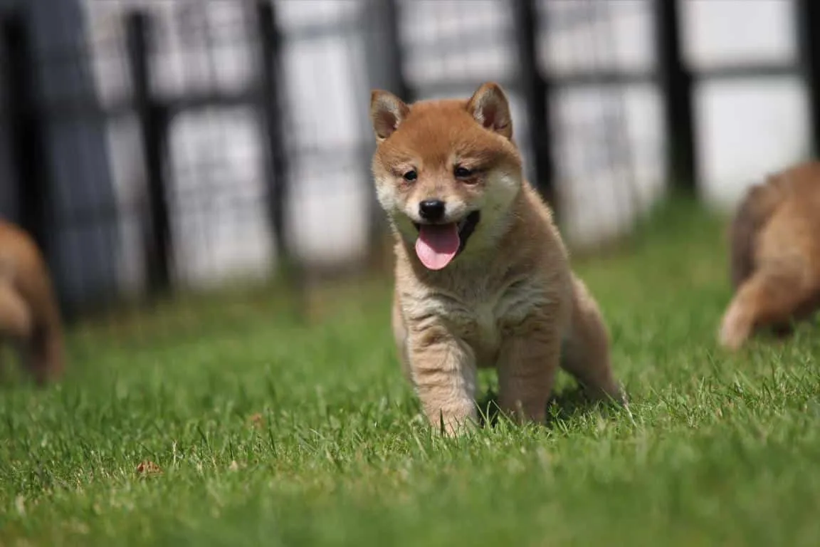 Hoe maak je een shiba inu pup zindelijk? 1 Schattige shiba inu puppy in gras op woefkesranch.