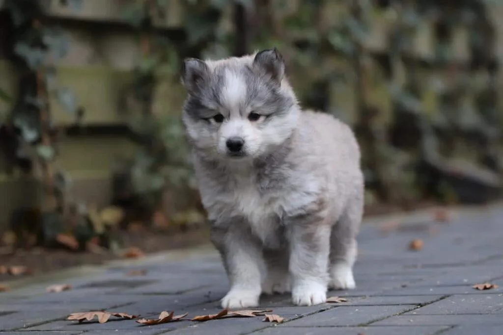 Pomsky - un compagnon affectueux à quatre pattes 1 But i need more specific information about the content of the page or its title in order to generate relevant seo keywords. Could you please provide more details?