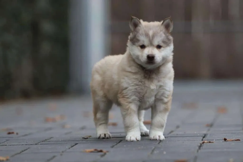 Pomsky - un compagnon affectueux à quatre pattes 3 Online vindbaarheid