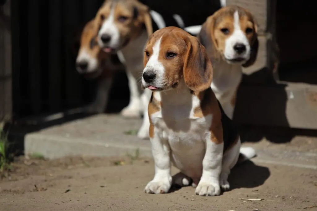 Beagle gewicht gids - wanneer is een beagle te dik? 1 Beagle gewicht