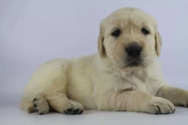 Golden retriever ter adoptie
