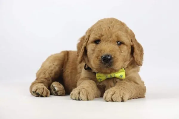 Goldendoodle-welpen zum verkauf 1 Goldendoodle pups