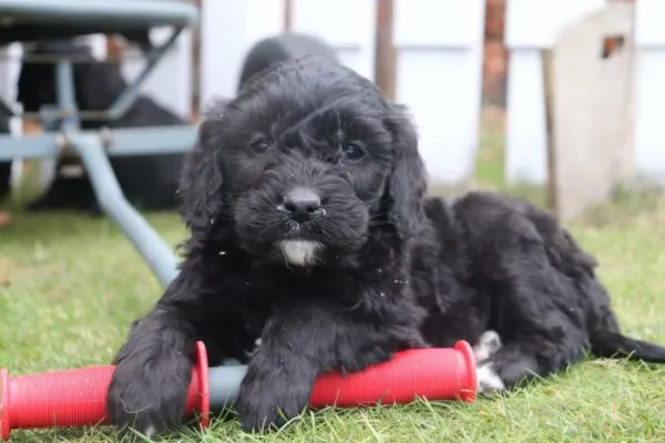 Goldendoodle-welpen zum verkauf 2 Schattige zwarte puppy met speelgoed op gras bij woefkesranch.