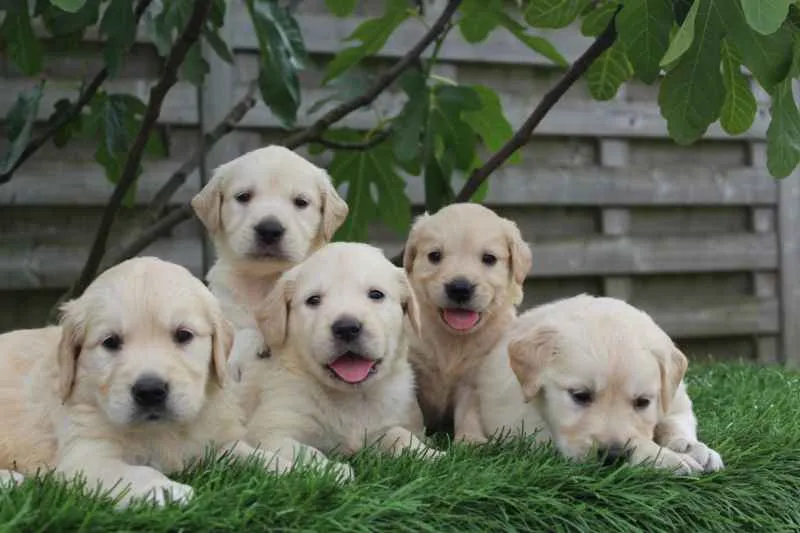 Chiots golden retriever à vendre - éleveur belge 1 Golden retriever pups beschikbaar