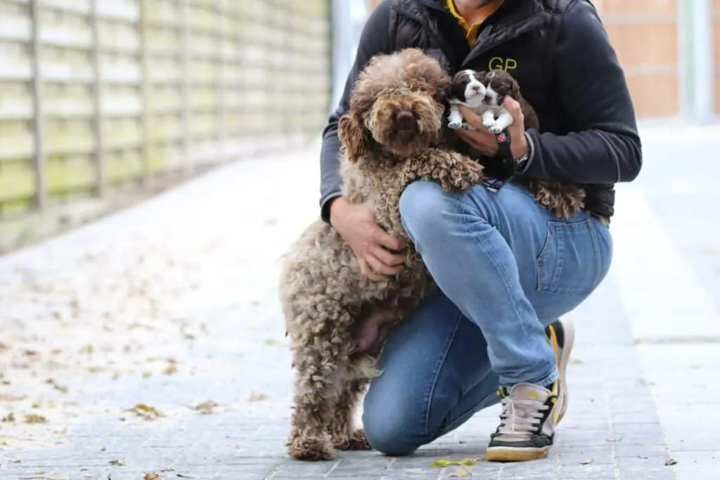Belgische honden - belgische pups -woefkesranch 2 Belgische honden lagotto