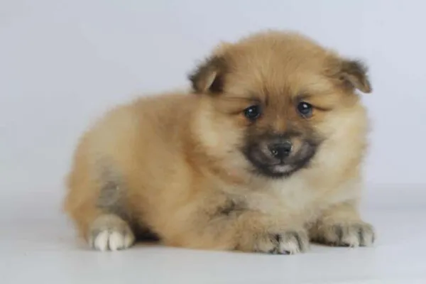 Quelle est la différence entre un spitz allemand, poméranien, petit spitz et spitz nain? 5 Comparaison spitz