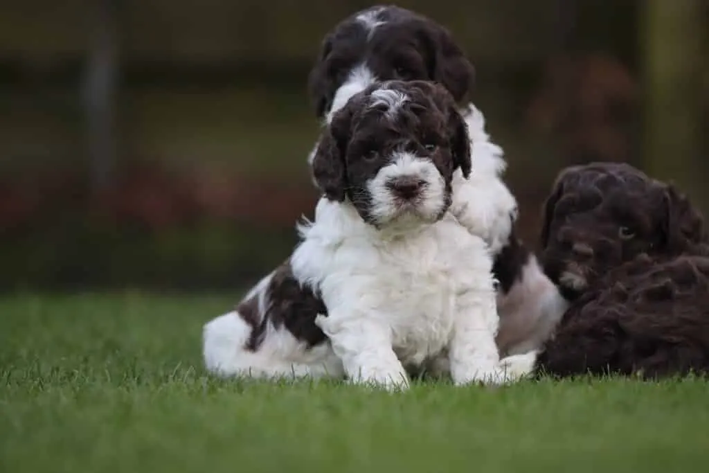Mittelgroße hunderassen: welche hunderassen sind mittelgroß? 9 Schattige puppy's op gras bij woefkesranch in belgië.