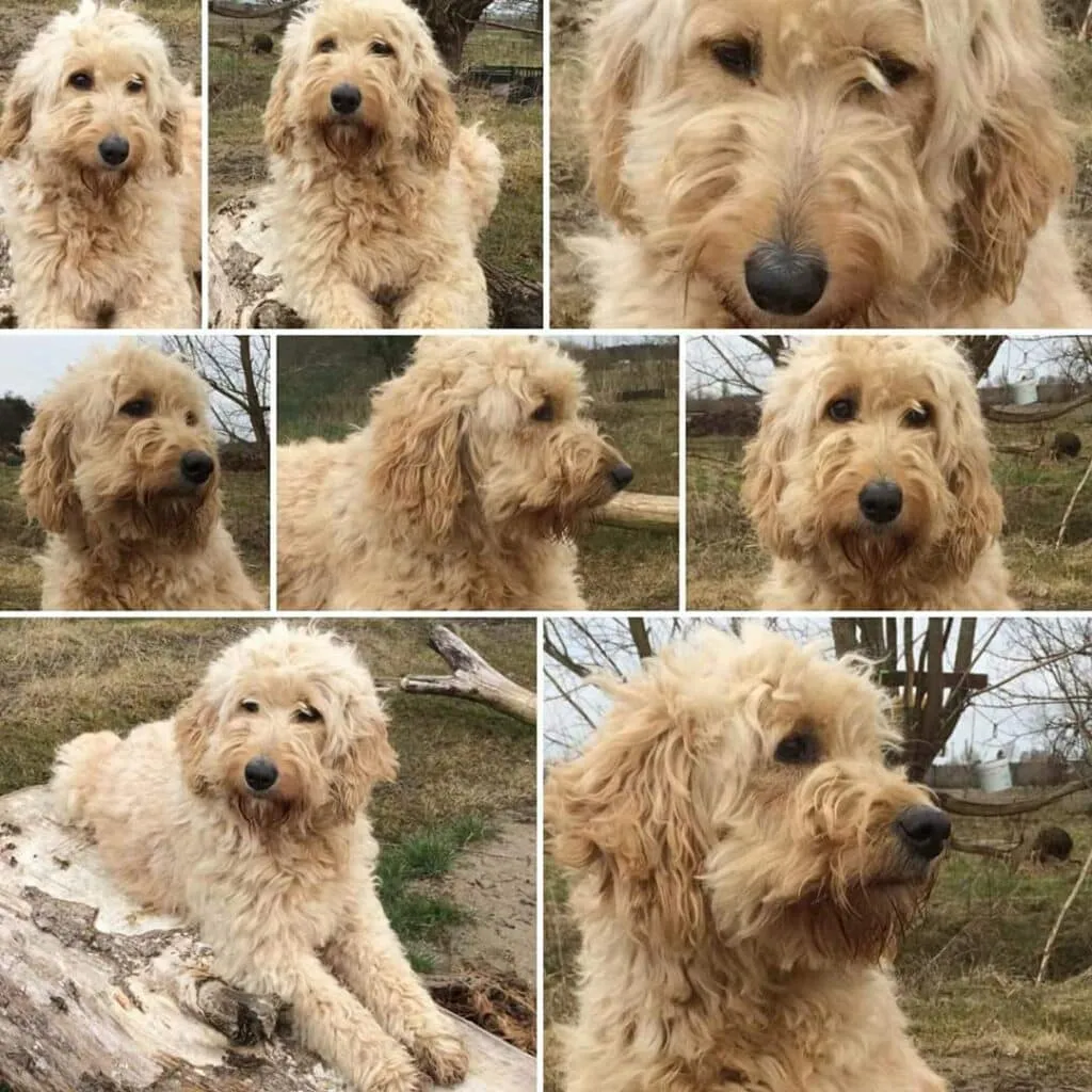 Labradoodle without a waiting list