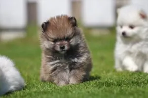 Dwarf spitz or pomeranian puppies for sale - buy spitz puppies, pomeranian from breeder 2 Miniature spitz - pomeranian puppies for sale