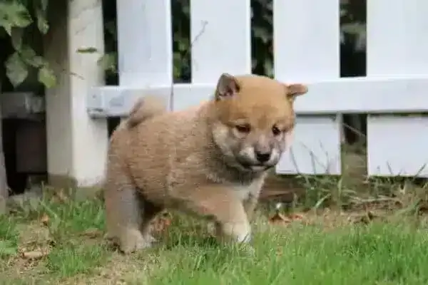 Shiba inu prijs: wat is de prijs van een shiba inu? 3 Een kleine, donzige puppy met lichtbruine vacht en een gekrulde staart loopt op groen gras vlakbij een wit hek. De puppy lijkt nieuwsgierig en kijkt naar beneden terwijl hij loopt. Er zijn planten en bladeren op de achtergrond.