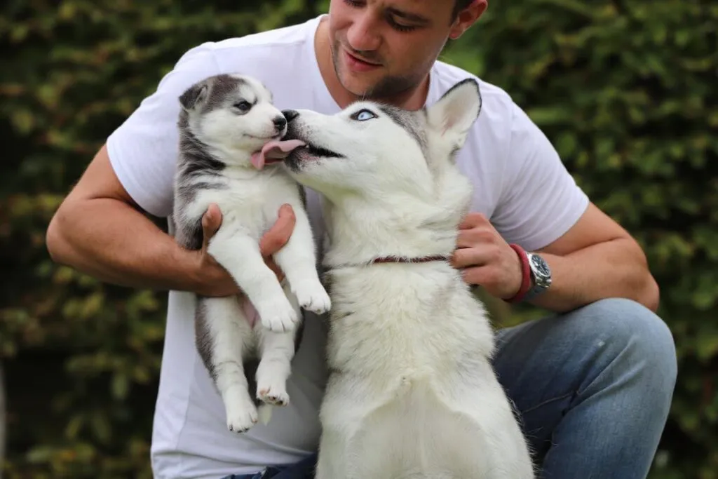 Belgische welpen husky
