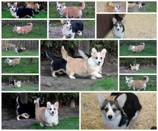Les corgis de la reine? Noms originaux de welsh corgi? 1 Petit chien corgi
