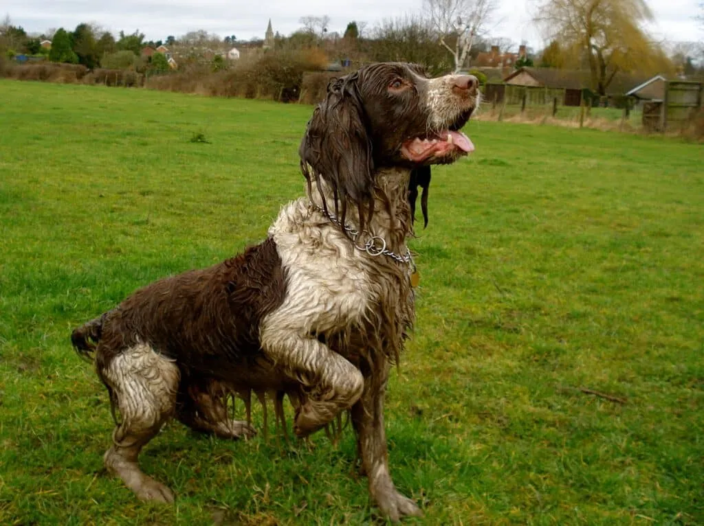 Gelukkige, natte hond op grasveld bij woefkesranch.