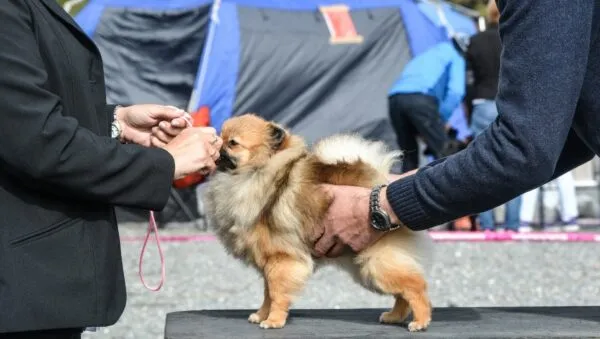 Chien de race