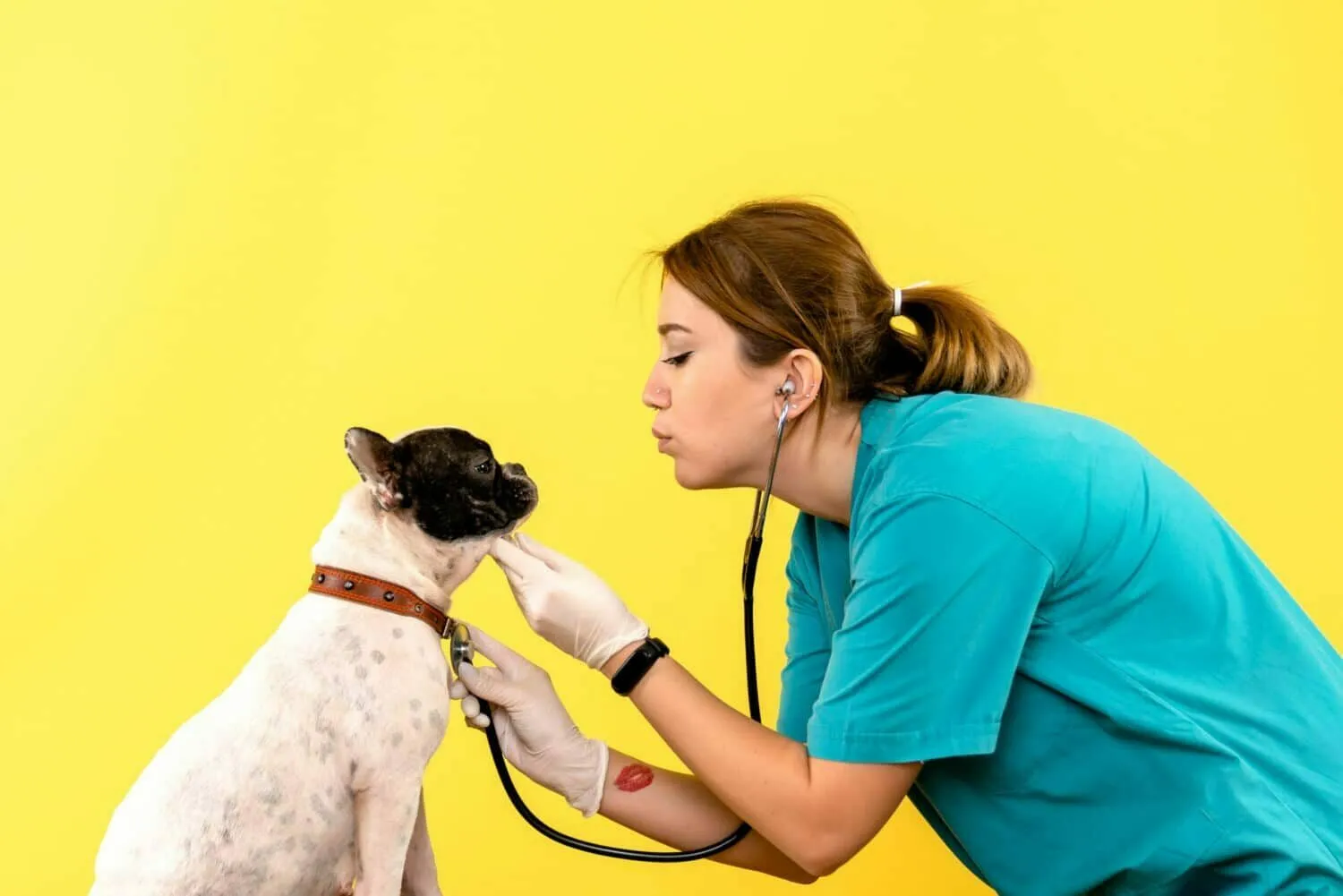Souscrire une assurance pour chien