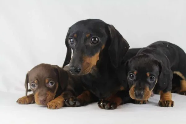 Draagtijd bij honden