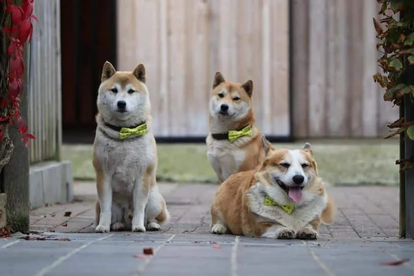 Belgische honden - belgische pups -woefkesranch 3 Shiba inu élevage