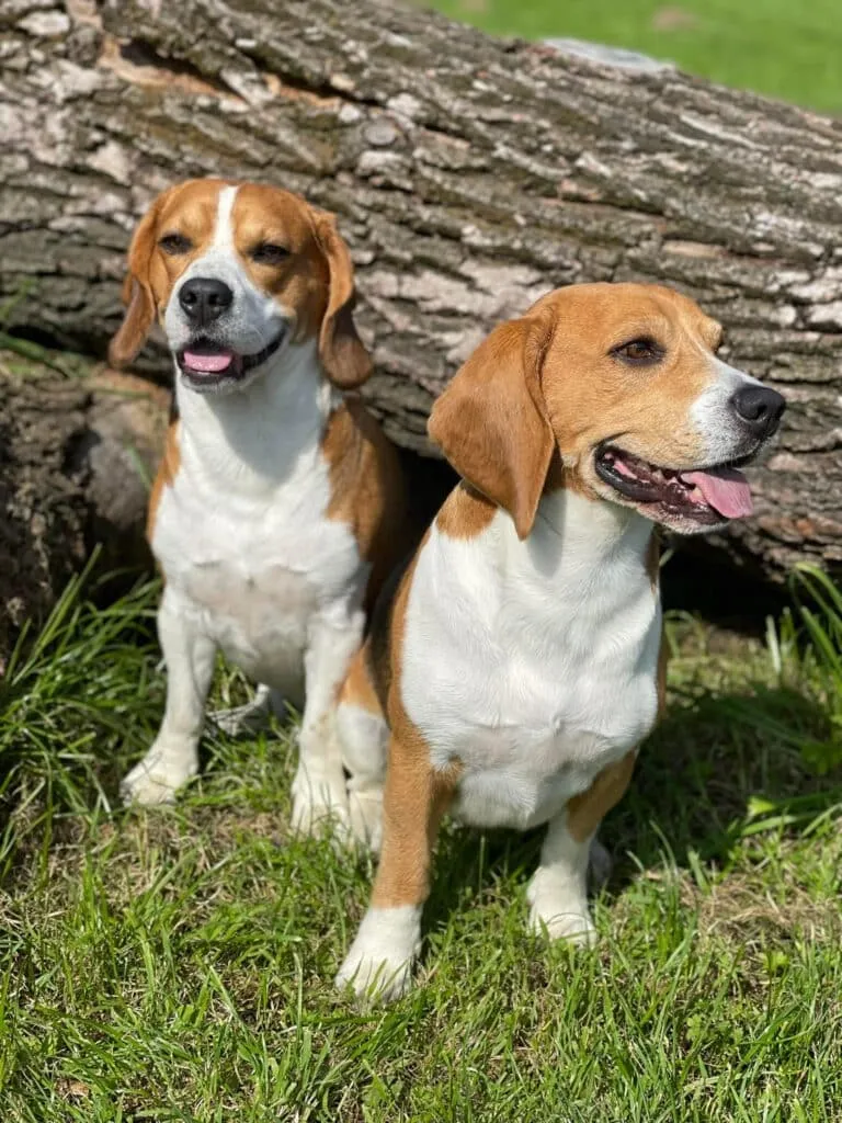 Beagle temperament: wat is het karakter van deze familiehond? 5
