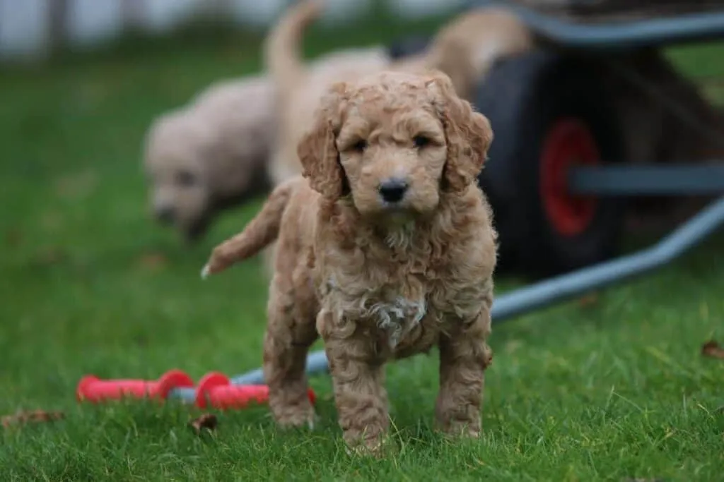 Labradoodle-preis: was kostet ein labradoodle? 4 Sorry