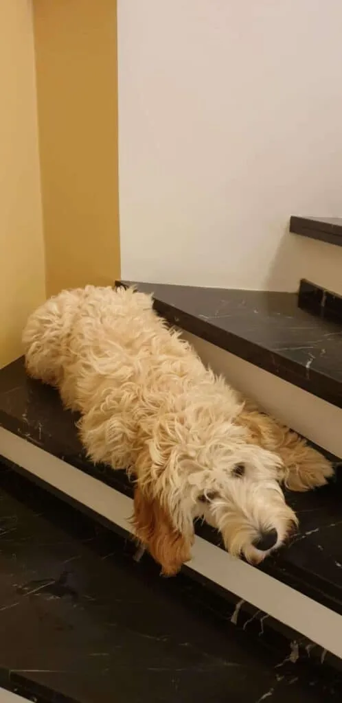 Labradoodle or lagotto romagnolo? Research into the main differences 4 Labradoodle