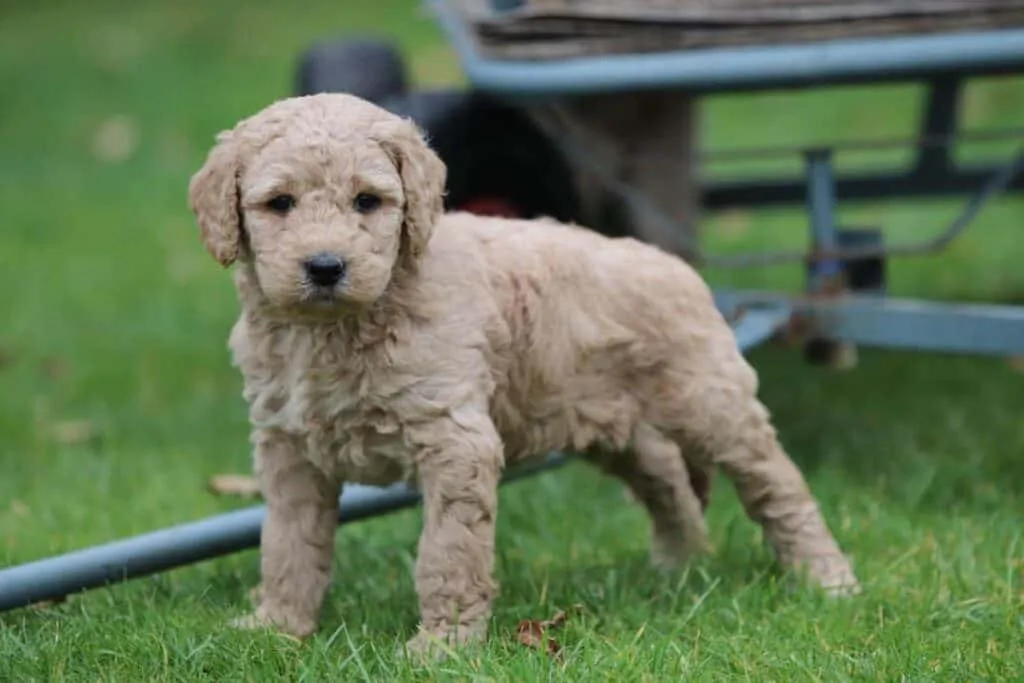 Schattige puppy op gras bij woefkesranch in belgië.