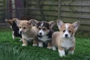 Les corgis de la reine? Noms originaux de welsh corgi? 2 Noms de corgi