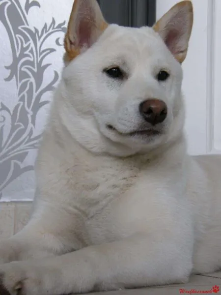 Puppykwekerij