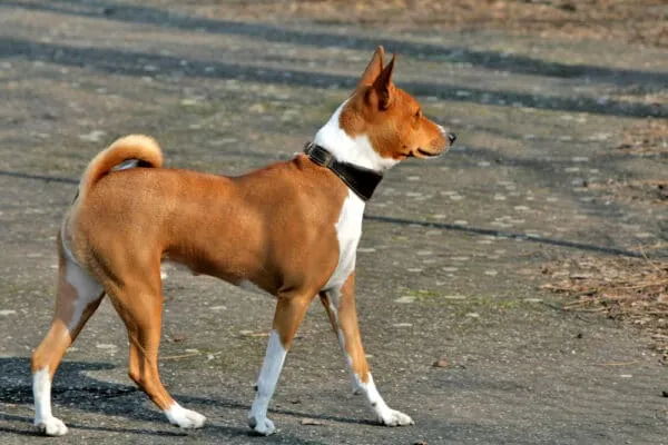 Hond op een pad bij woefkesranch in belgië.