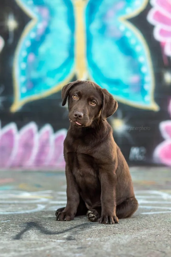 Chiens aux longues oreilles : 6 races de chiens adorables 7