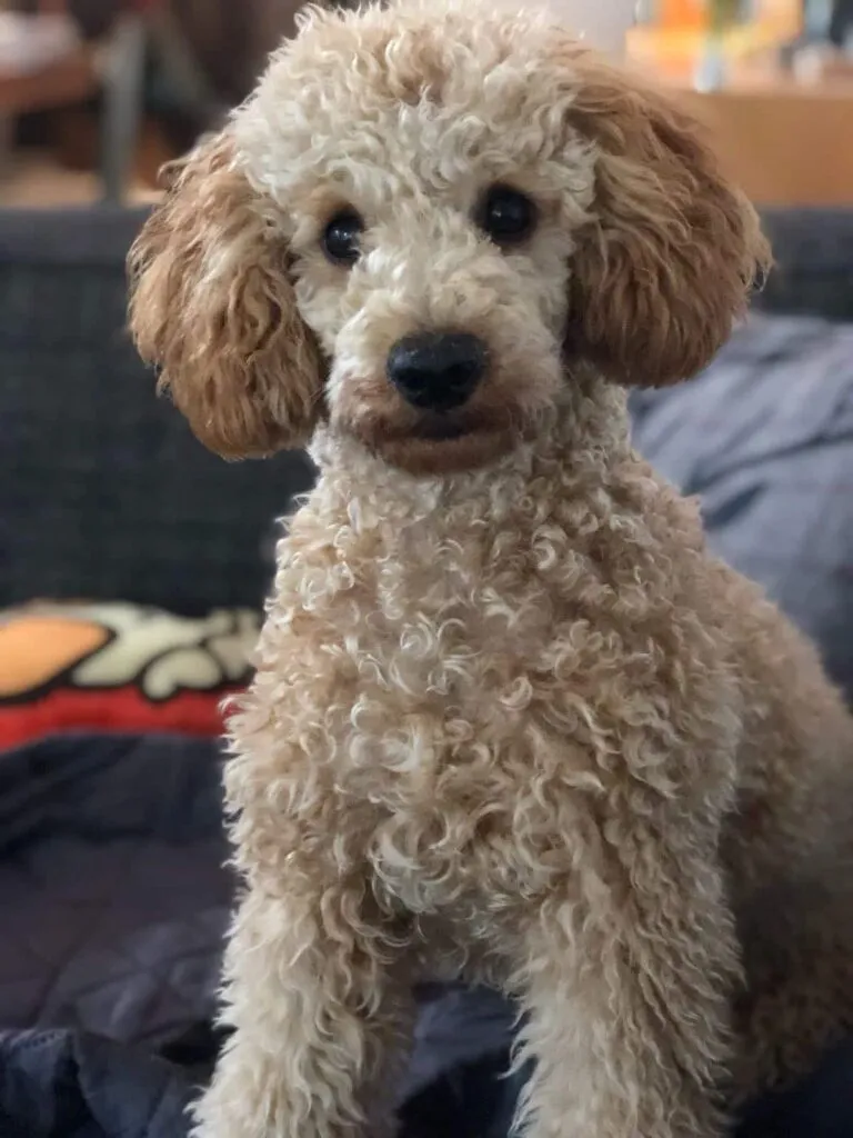 Chiens aux longues oreilles : 6 races de chiens adorables 3