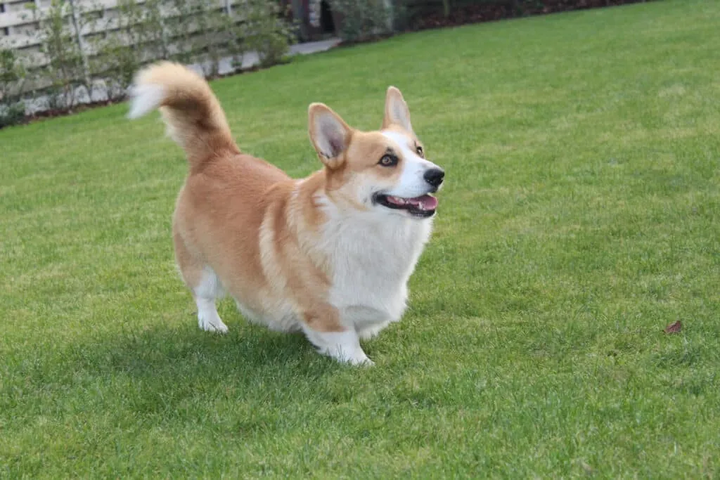 Welsh corgi pembroke